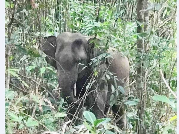 Perhilitan Kelantan menangkap seekor gajah liar yang sebelum ini 'mengamuk' dengan merosakkan tanaman dan menyerang haiwan ternakan milik penduduk
di Kampung Subong, Gua Musang.