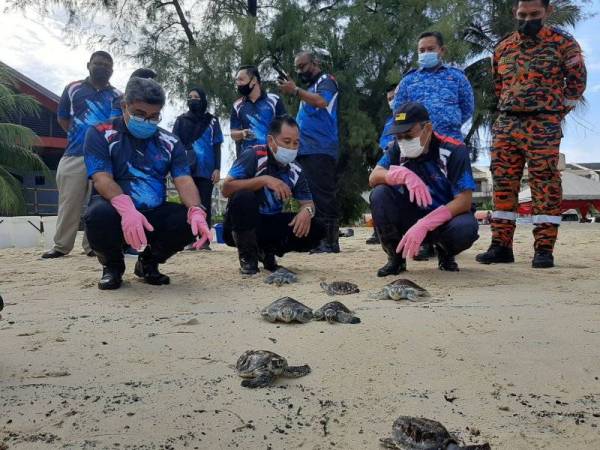 Halimi (depan, tengah) mengiringi Bakri (depan, kanan) semasa melepaskan penyu di Tanjung Biru Port Dickson pada Khamis. 