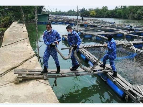 Anggota APM Besut mengeluarkan seekor ular sawa batik yang ditemui tersangkut pada jaring sangkar ikan di Kampung Seri Kemunting, Besut dalam kejadian pada Ahad.