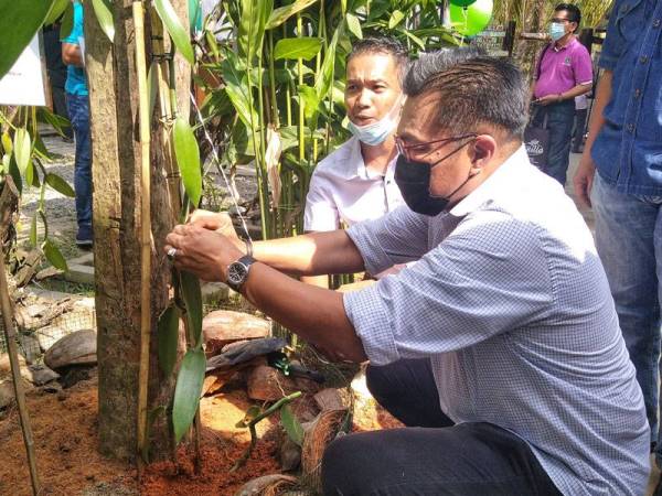 Mohd Sharkar melihat pokok vanila yang terdapat di kafe AVT sambil diperhatikan Muhammad Feisal.