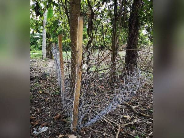 Kesan potong pada pagar dawai kandang lembu Hanafi.