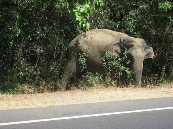 Seorang lelaki maut dipijak seekor gajah di bandar timur laut Nakhon Ratchasima, sementara tiga ekor gajah mati apabila ribut melanda daerah Mae Wang di wilayah utara Chiang Mai, Thailand.