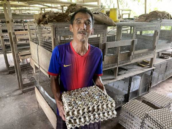 Walaupun bergelar OKU yang buta kedua-dua belah matanya, tidak menghalang Kow Meng Soon, 60, yang tinggal di Kampung Sri Gading, dekat sini untuk bergelar usahawan dengan menternak puyuh. - Foto Bernama
