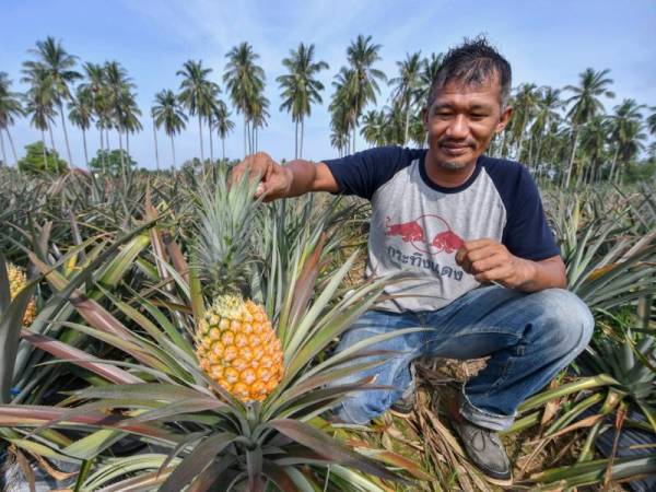 Mohd Alida'em menunjukkan variasi 'nanas cobek' yang sudah masak ketika ditemui pemberita di Daimler Goxvilla Farm, Kampung Pulau Kerbau pada Sabtu. - Foto Bernama