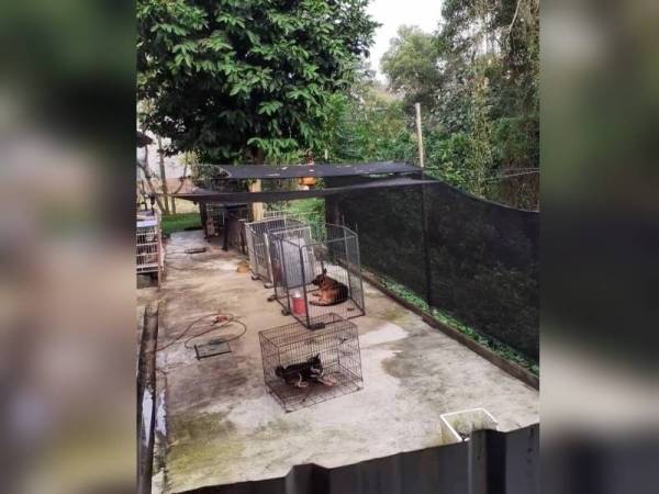 Tertekan jiran bela 8 ekor anjing di rumah