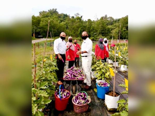 Hasil tuaian terung yang dikutip oleh warga SK Manik Urai Baru diketuai Guru Besar SK Manik Urai Baru, Mohd Rolsan Hasan (kiri).