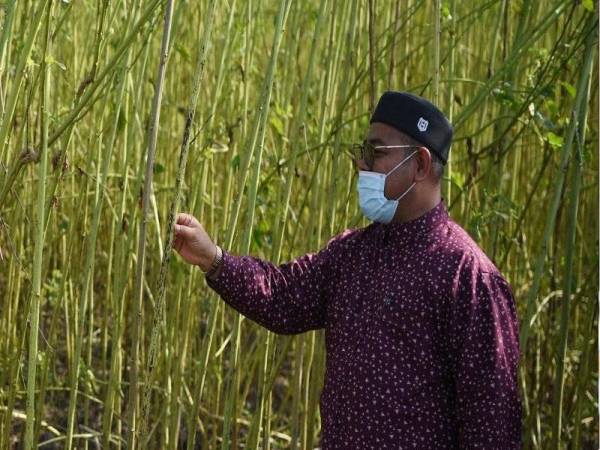 LKTN menyasarkan seluas 80 hektar tanaman kenaf akan diusahakan di Perak pada tahun ini. - Gambar hiasan