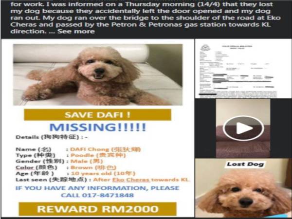 Anjing jenis Poodle dikenali Dafi hilang sejak 14 April lalu. - Foto: Facebook Steven Chong