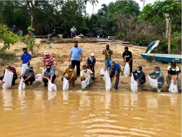 Abdullah (tiga, kiri) bersama ketua Kampung Kuala Mai, Zulkefli Ismail dan komuniti nelayan darat melepaskan 23,300 benih ikan Temoleh, Baung, Kerai dan Lampam Sungai ke perairan sungai Pahang. - Foto Ihsan Jabatan Perikanan Pahang