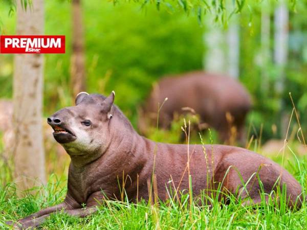 Terdapat kurang 10,000 tapir direkodkan tinggal di atas muka bumi ini pada 2016.