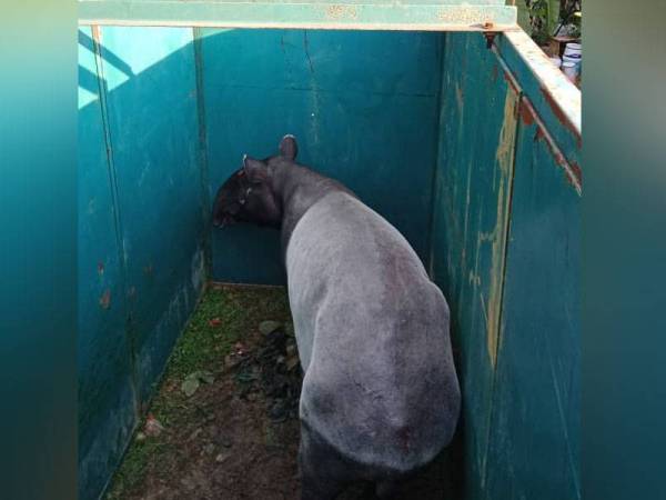 Tapir betina yang diselamatkan Perhilitan Johor pada Rabu dipindahkan ke Taman Negara Endau Rompin.