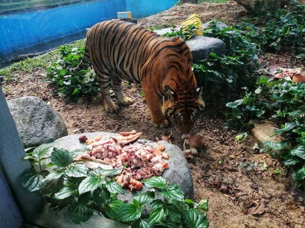 Wira menikmati makan petang sebelum masuk ke kandangnya.