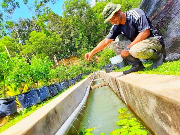 Mohd Farid Abdul Hamid, 39, melakukan rutin hariannya dengan memberi makanan ikan tilapia.