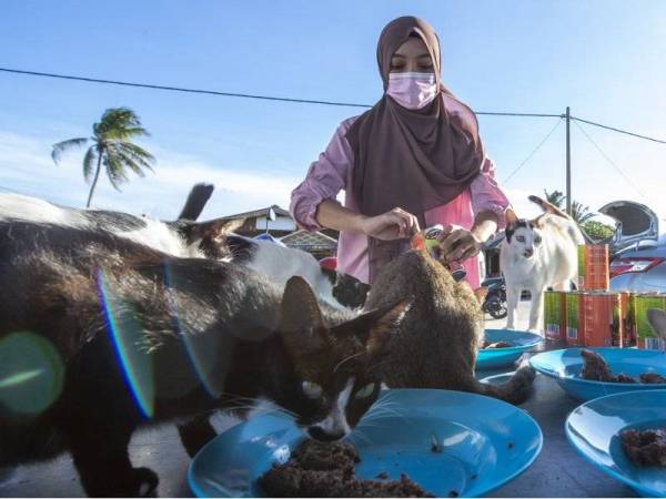 Nor Izyan Syahida memberi makanan kepada sekumpulan kucing jalanan di Pantai Cahaya Bulan. - Foto Bernama