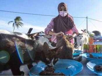 Kucing jalanan bertambah ketika PKP