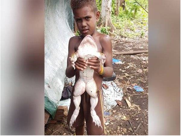 Hugo berkata katak berkenaan dikenali sebagai 'ayam belukar' dalam kalangan penduduk pulau tersebut. - Foto Facebook/Jimmy Hugo