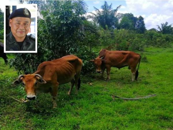 Antara lembu cuba diseludup yang dirampas PGA di pangkalan haram Mek Gombak, Sungai Golok, Rantau Panjang pada Jumaat. (Gambar kecil: Azhari Nusi)