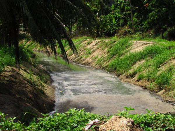 Sisa najis babi yang terdapat di dalam Sungai Sembilang, Pantai Achech di Balik Pulau.