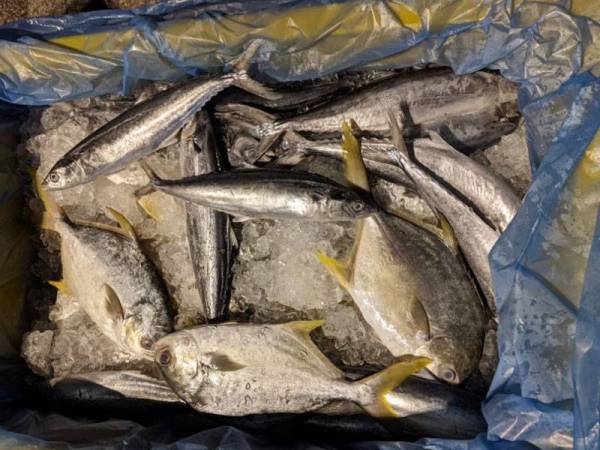 Ikan basah yang cuba dibawa keluar ke Singapura tanpa permit import yang sah di Kompleks Sultan Abu Bakar pada Ahad.