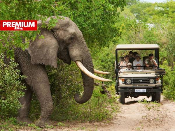 Gajah menyebabkan kematian kira-kira 500 manusia setahun.