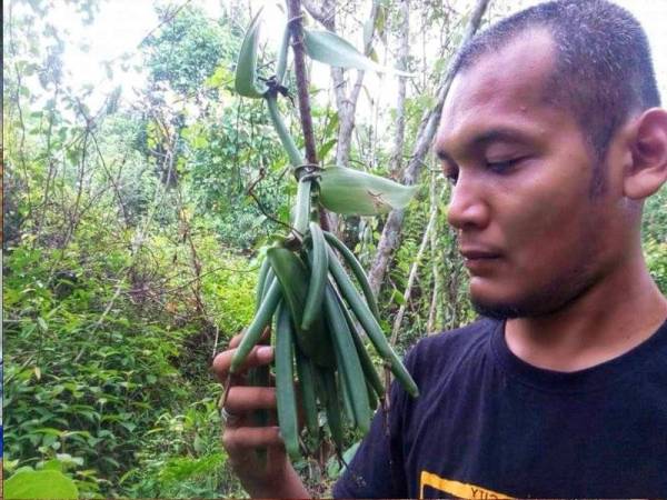 Feisal bersama pokok vanilla yang sebelum ini kurang dikenali masyarakat di negara ini.