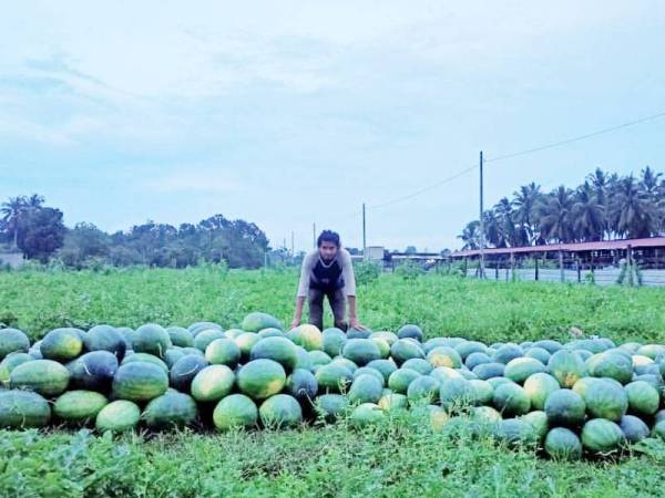 Ain Izuddin bersama hasil pertama yanv dipetiknya tidak dapat dijual susulan PKP menyebabkan kerugian teruk.