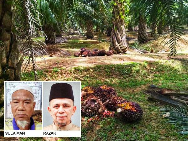 Komoditi sawit yang kini mencecah harga RM1,000 bagi satu tan metrik memberikan keceriaan pada peneroka Felda di negara ini.