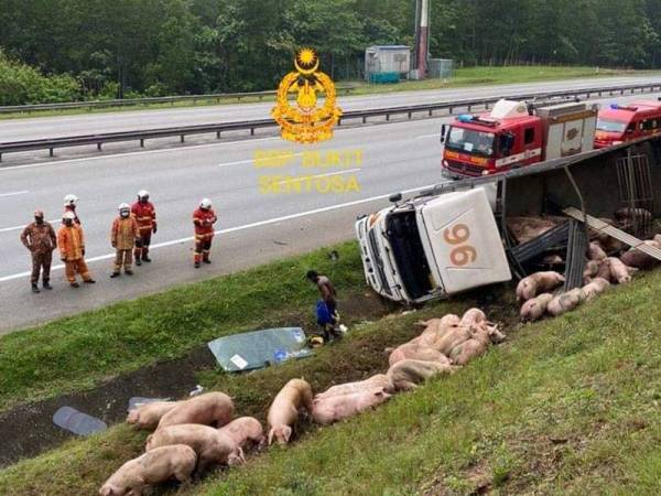 Lori membawa muatan khinzir terbabas di Lebuhraya Utara Selatan menghala ke selatan. - Foto BBP Bukit Sentosa.