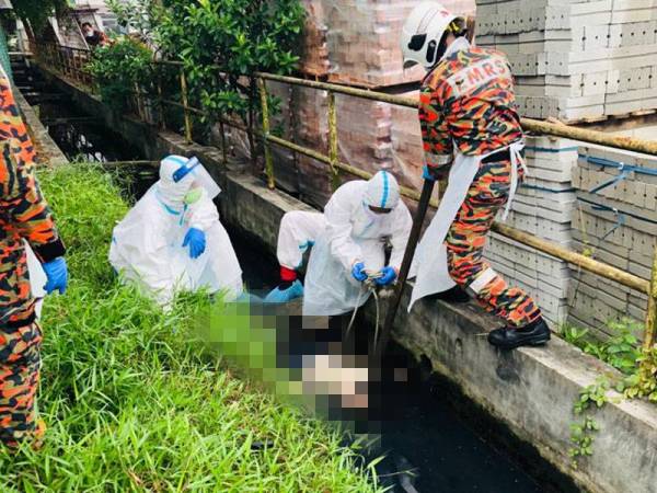 Anggota bomba dan polis menjalankan operasi mengangkat mayat mangsa yang ditemui mati di dalam longkang di kawasan rumah murah Kuala Sepetang, Taiping pada Sabtu. - Foto Ihsan Pembaca