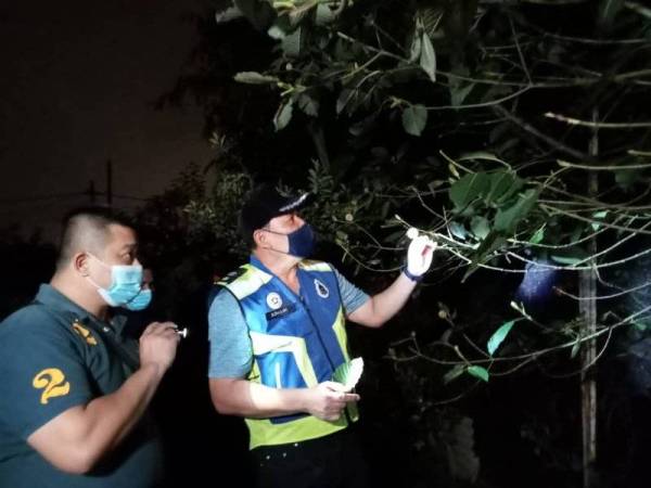 Anggota polis melihat sebuah pokok ketum yang ditanam seorang lelaki di rumahnya di Taman Saujana, Plentong, Johor Bahru pada Isnin selepas menahan tujuh lelaki.