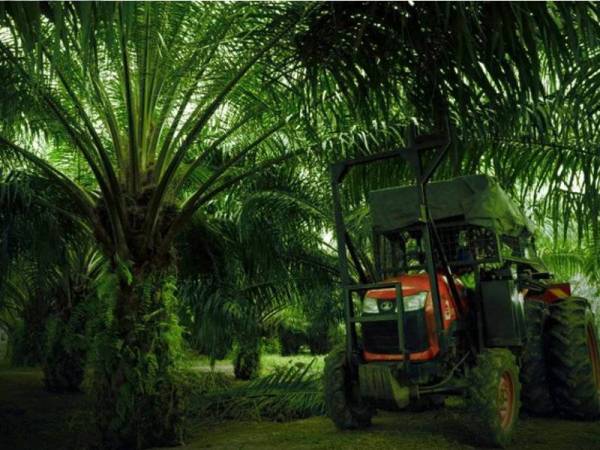 Seorang pekerja ladang maut digilis traktor dalam kejadian di sebuah ladang kelapa sawit. Gambar hiasan