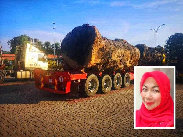 Gambar treler yang membawa muatan kayu balak saiz luar biasa tular di laman sosial. (Gambar kecil: Datuk Seri Shahaniza Shamsuddin)