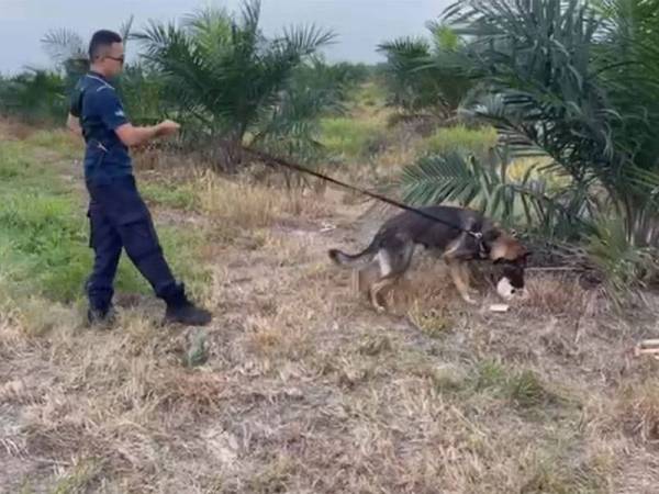 Unit K9 IPK Perak menjalankan siasatan di lokasi penemuan tengkorak dan tulang manusia di Teluk Intan. Foto: ihsan PDRM