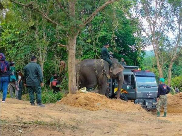 Awang Kota Aur berjaya dipindahkan ke Hutan Belum, Perak kira-kira 1 pagi pada Khamis. - Foto APM Sik