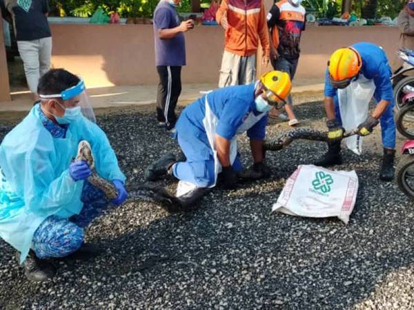 Anggota APM menangkap ular sawa batik yang ditemui melingkar di bawah meja peniaga di Pasar Awam Felda Sungai Behrang, Tanjung Malim pada Jumaat. - Foto Ihsan APM