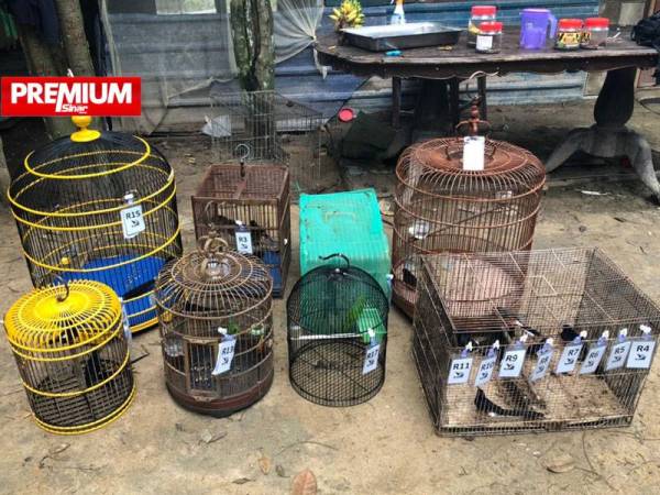 Jabatan Perhilitan menerusi operasi khas di seluruh negara berjaya merampas pelbagai spesies burung yang terancam dan dilindungi.