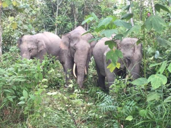 Tiga ekor gajah liar yang ditangkap Perhilitan Johor di Batu 43 Kampung Pinggir Simpang Renggam pada Ahad.