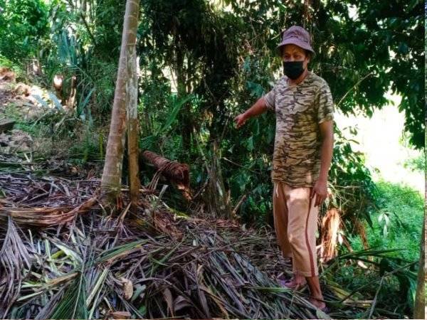 Sulaiman menunjukkan pokok kelapa yang ditumbangkan gajah liar di bekalang rumahnya.