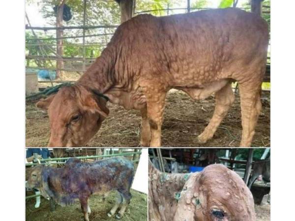 Sehingga kini satu lokasi dikenal pasti di Simpang Pulai melibatkan sebuah ladang ternakan lembu yang dijangkiti penyakit tersebut. Gambar: Sumber internet 