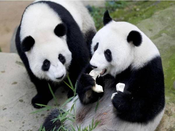 Panda gergasi, Liang Liang selamat melahirkan seekor anak di Pusat Konservasi Giant Panda (PKGP), Zoo Negara.