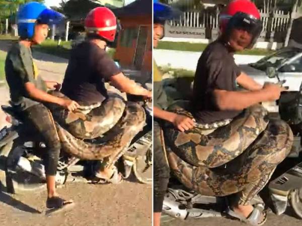 Video berdurasi 21 saat itu tular dan mencetuskan perdebatan dikalangan warganet apabila seorang lelaki membawa ular sawa gergasi yang dililit pada pinggang semasa menunggang motosikal.