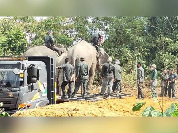 Operasi pemindahan gajah dari Simpang Renggam ke Taman Negara Endau Rompin bermula Rabu.