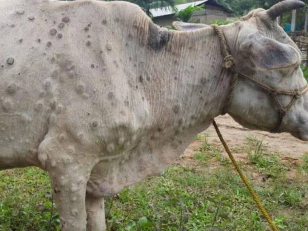 Belum Ada Kes Lsd Di Terengganu Setakat Ini Jpv