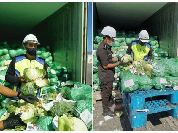 Maqis Selangor merampas kobis bulat seberat 25,000 kg diimport dari China kerana dipercayai mempunyai serangga perosak.