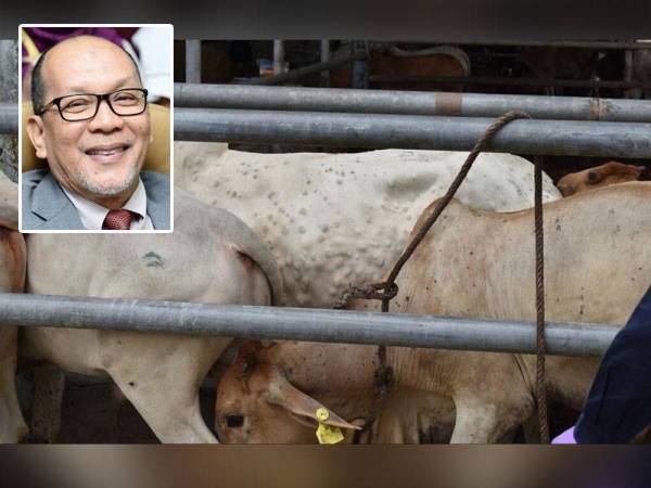 Lima ekor lembu pedaging di sebuah ladang di Gombak menunjukkan tanda-tanda klinikal dijangkiti penyakit kulit kental (LSD) pada Rabu. - Gambar hiasan (Gambar kecil: Ir Izham Hashim)