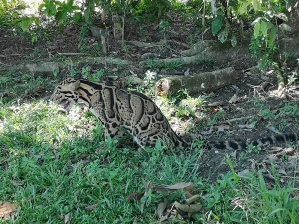 Harimau dahan yang ditemui di Selama disahkan mati akibat jangkitan virus. Foto: pembaca