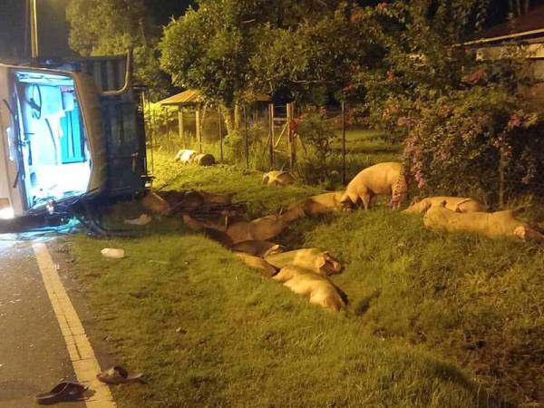 Puluhan babi yang bergelimpangan di bahu jalan di Asahan, Jasin pada malam Jumaat.