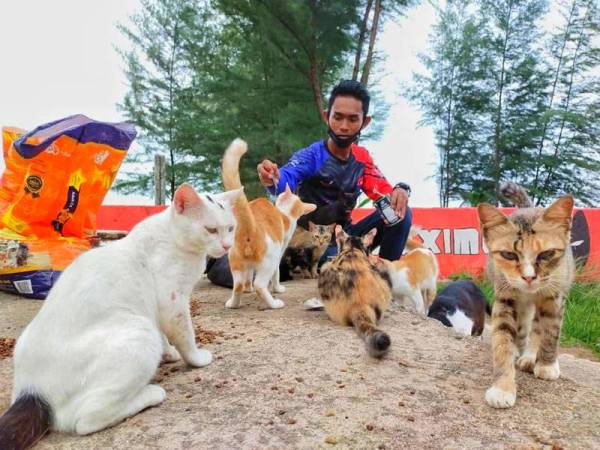 Walaupun gaji sebagai seorang buruh tidak mewa, namun ia bukan halangan buat Muhammad Shahrul Fikri untuk membelanjakan RM1,000 sebulan bagi membeli makanan kucing jalanan.