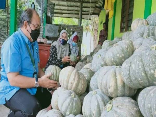 Noh melihat labu manis yang akan dipasarkan oleh pihaknya selepas membeli hasil itu daripada pekebun di daerah Pekan.