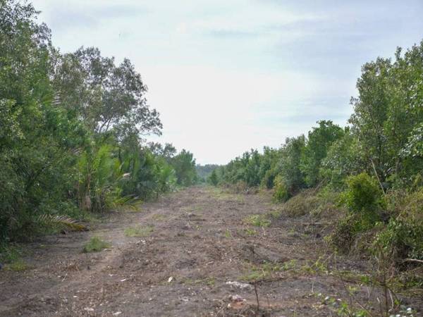 Pendapatan nelayan pantai yang menangkap ketam terjejas kerana kerosakan ekosistem hutan bakau. -Foto Facebook Mujahid Rawa